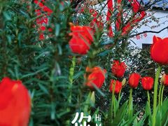 -红梅公园