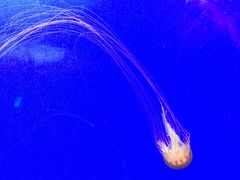 -上海海洋水族馆
