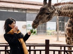 -灵玲国际马戏城