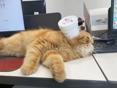 -福块儿厚切炒酸奶(销品茂店)