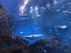 -海合安成都极地海洋公园