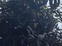 -西双版纳傣族园