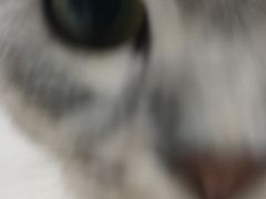 -派多格宠物·购宠(靛厂路店)