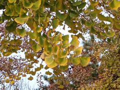 -大兴滨河森林公园