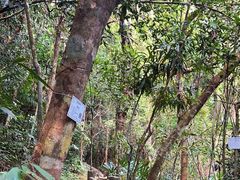 -海南热带雨林国家公园吊罗山景区