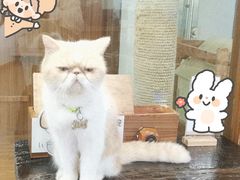 -喵园·猫主题咖啡厅·撸猫·猫咖(国贸店)