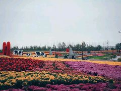 -荷兰花海