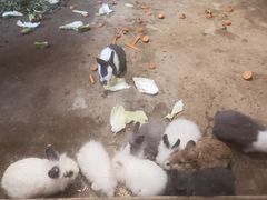 -石家庄市动物园