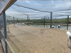 -盐城丹顶鹤湿地生态旅游区