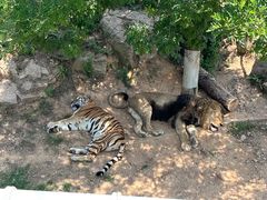 -西霞口神雕山野生动物世界