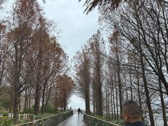 -江滩湿地公园