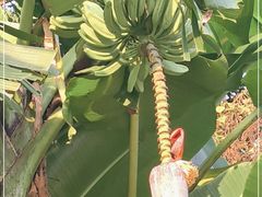 -云溪植物园
