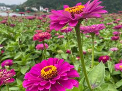 -新安江山水画廊风景区