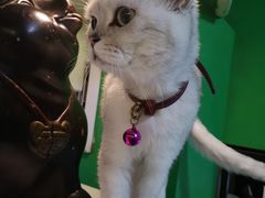 -李小姐の猫咖啡馆(五角场店)
