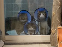 -米苏动物医院·犬猫专科·骨科外科内窥镜