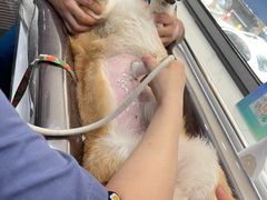 -伟伟宠物医院·CT影像中心·瑞派犬猫综合性门诊(汉口总院)