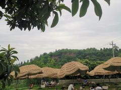 -桃源山庄·水蜜桃采摘·柴火鸡·烧烤团建(龙泉山店)