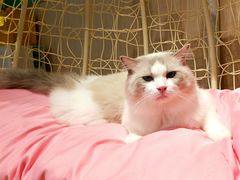-绒爪撸猫下午茶·猫咖