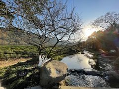-中国茶叶博物馆(双峰馆区)