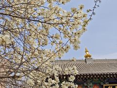 -护国法轮寺