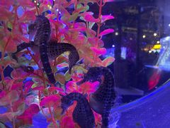 -海合安青岛极地海洋公园