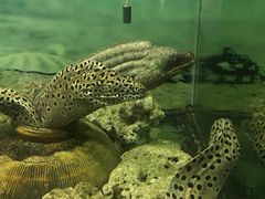 -泉州海丝野生动物世界