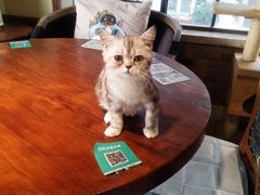 -more than meow吴止猫主题餐厅(承德 中船汇店)