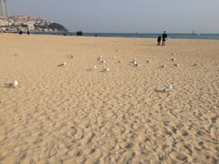 -海云台海滩