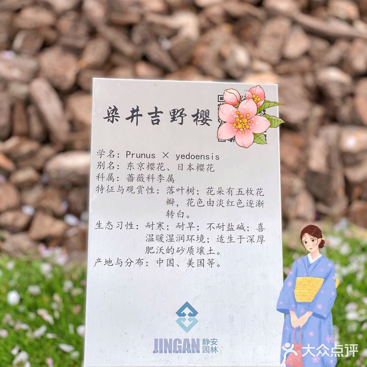 攻略 | 静安区0元不排队赏樱🌸保姆级指南建议收藏