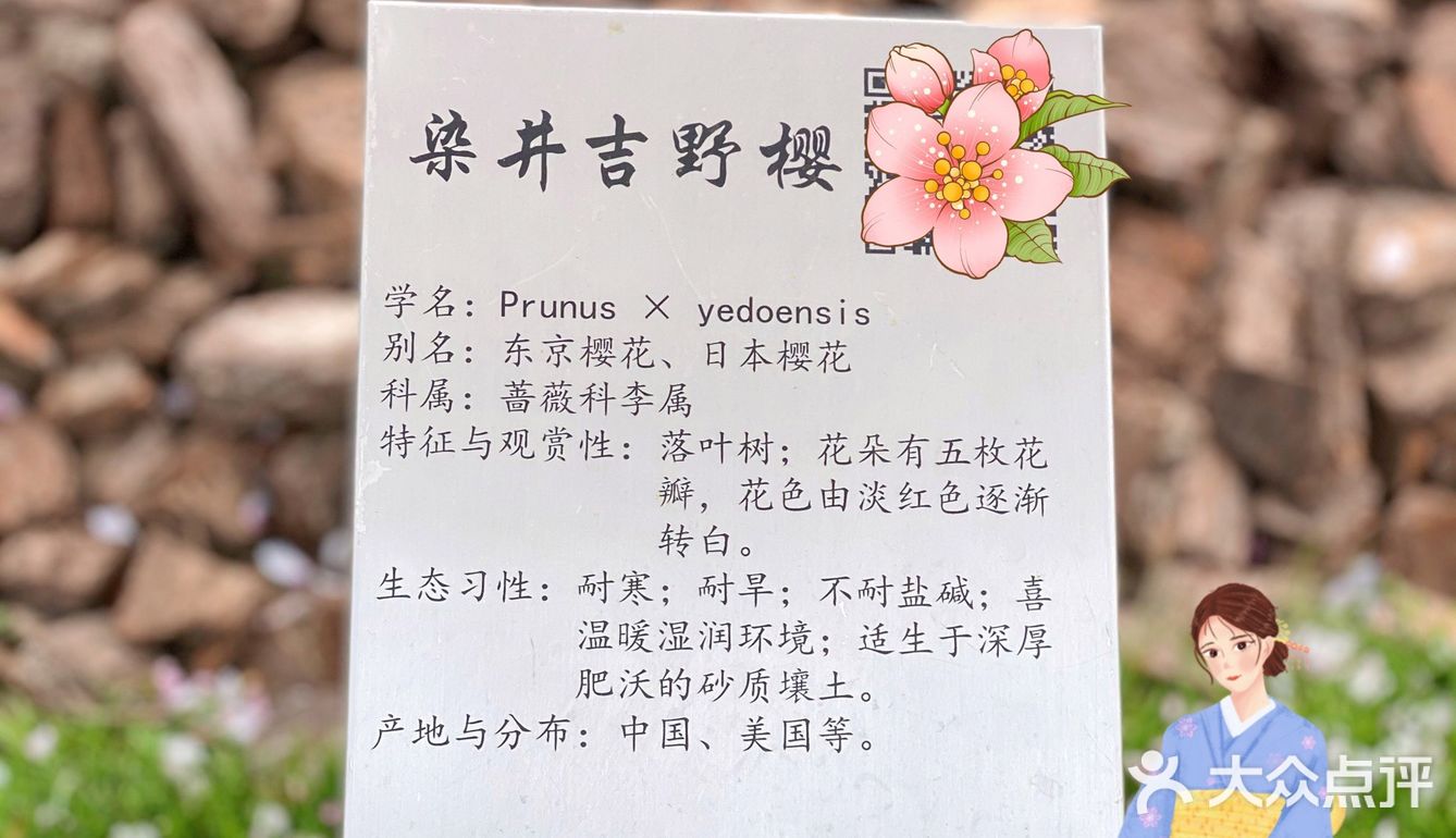 攻略 | 静安区0元不排队赏樱🌸保姆级指南建议收藏