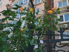 -眉州东坡(华联万柳店)