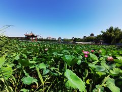 -莲花池公园