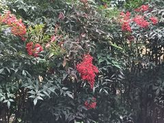 -新湖明珠城