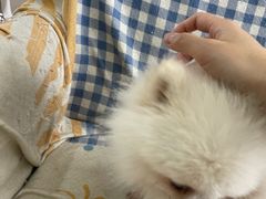 -汪说·狗咖·拼豆·宠物周边DIY(旺城大厦店)