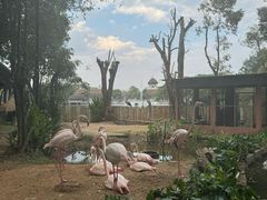 -清迈夜间动物园