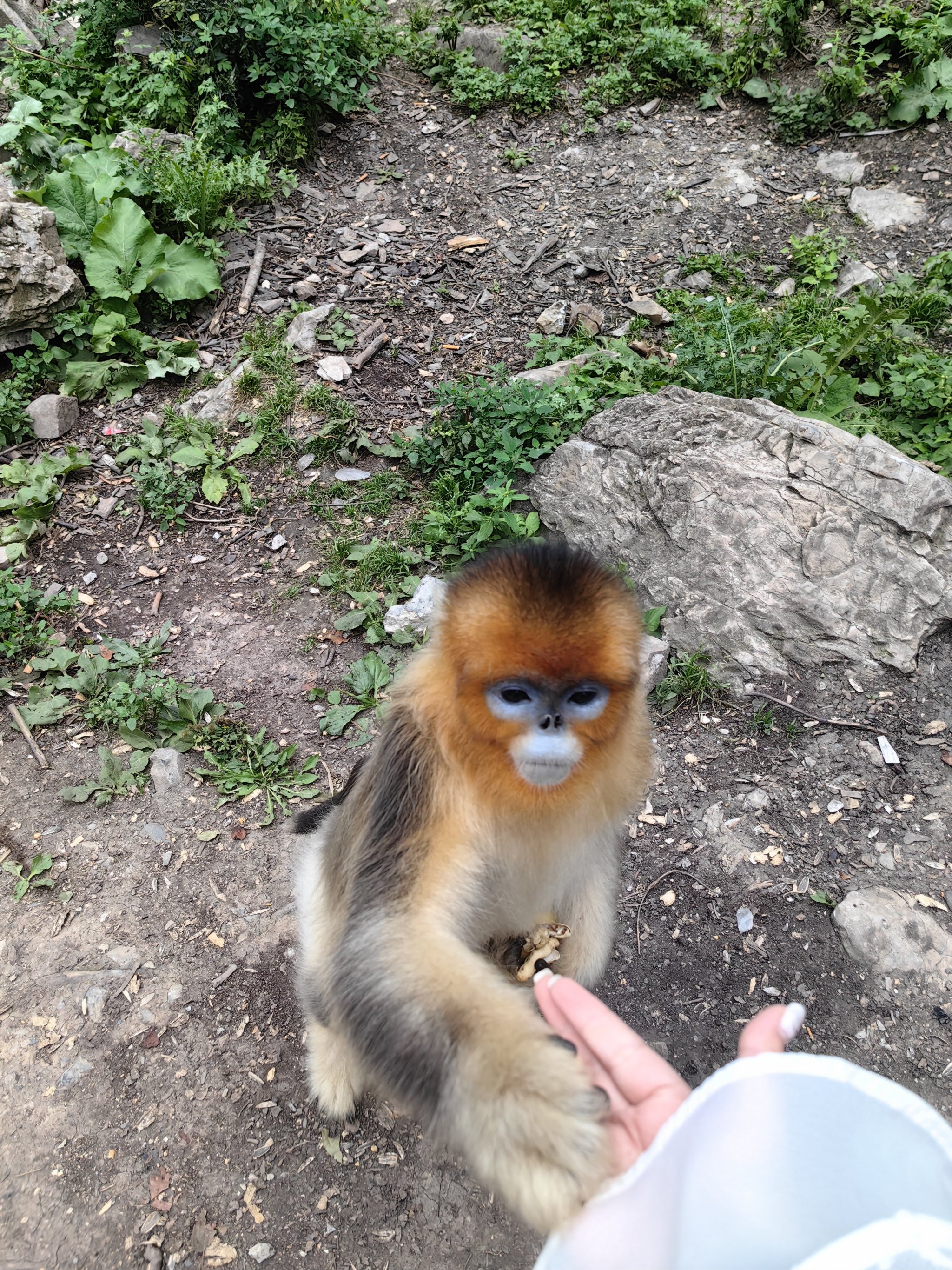 泗阳动物园猴子图片