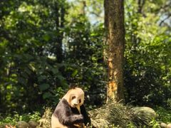 -中国大熊猫保护研究中心雅安碧峰峡基地
