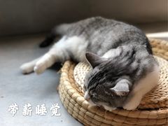 -猫儿山۰猫主题餐厅