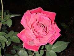 -人民公园(罗湖区)