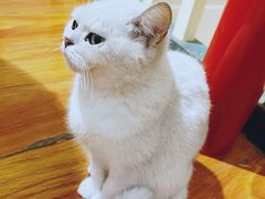 -猫小院猫主题餐厅(南锣旗舰店)