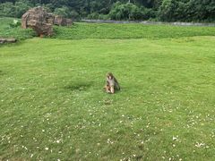 -海南热带野生动植物园