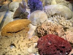 -贝林大翅鲸简餐厅(国家海洋博物馆店)