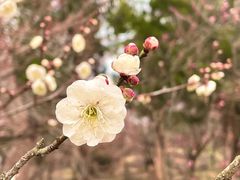 -梅花山(明孝陵内)