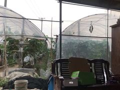 -马陆小张葡萄园农家乐