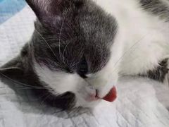 -伟伟宠物医院·CT影像中心·瑞派犬猫综合性门诊(汉口总院)
