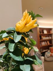 -阿南达·瑜伽普拉提·阿育吠陀疗愈中心