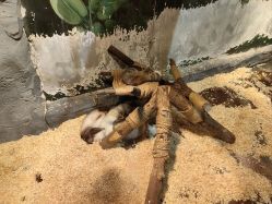 -Zoolung Zoolung动物主题公园(海信广场店)