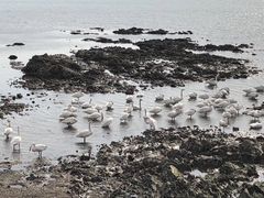 -烟墩角天鹅湖