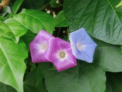 -白云山风景名胜区