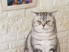 -平行世界·猫咖(首经贸店)